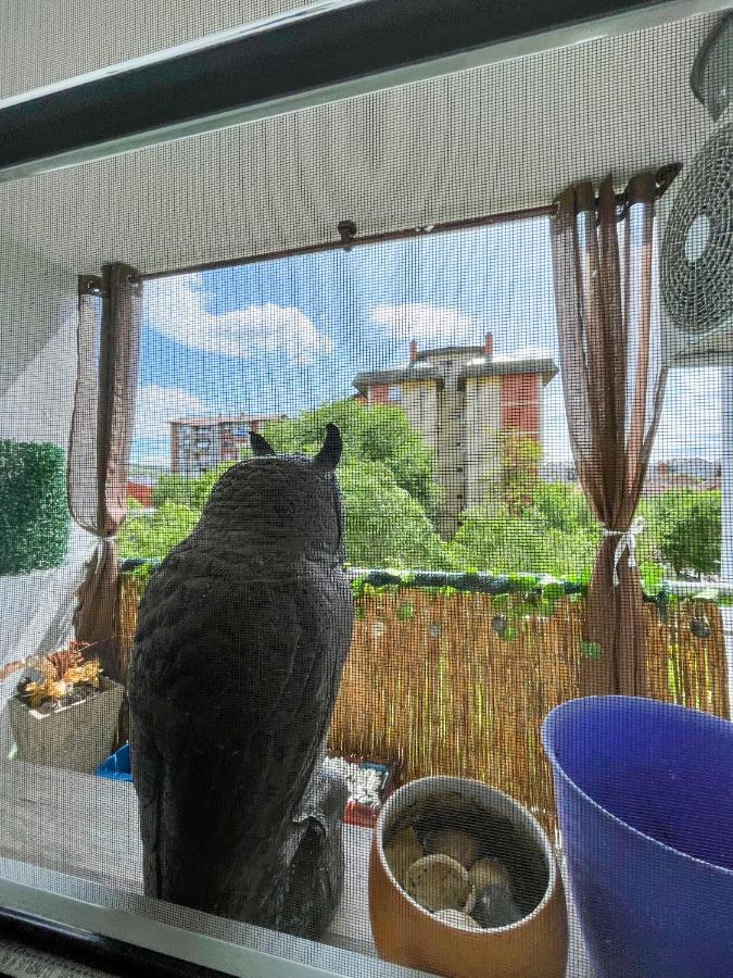 Sova Daire Vrsac Dış mekan fotoğraf